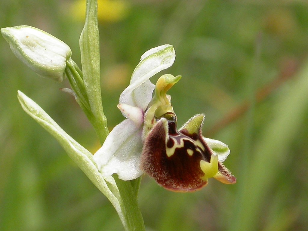 Ibrido Ophrys fuciflora x  Ophrys apifera ?